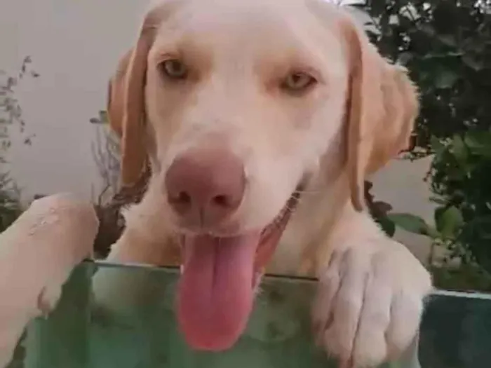 Cachorro ra a Labrador idade 1 ano nome Pamdora