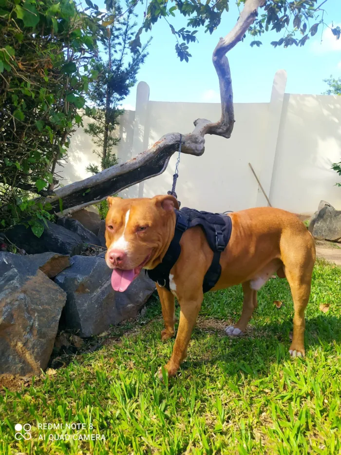 Cachorro ra a Pit-Bull idade 7 a 11 meses nome Luck