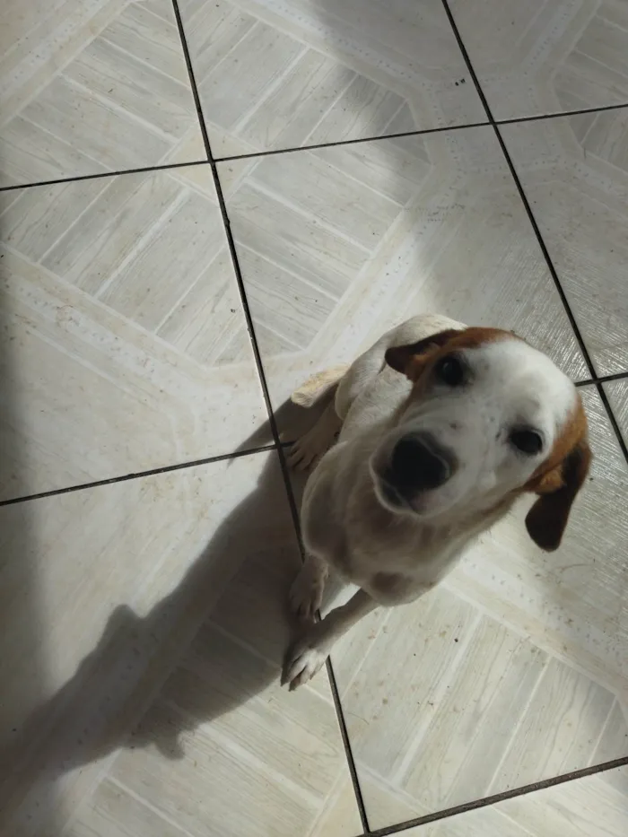 Cachorro ra a SRD-ViraLata idade 1 ano nome Estrela