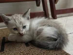 Gato raça SRD-ViraLata idade Abaixo de 2 meses nome Não tem