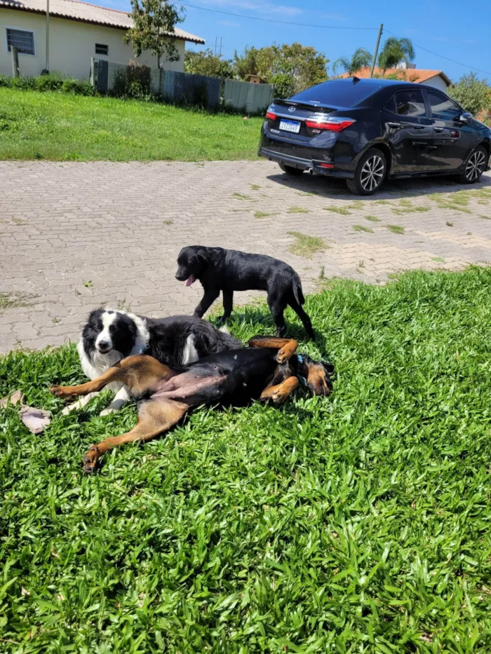 Cachorro ra a Rottweiler idade 2 a 6 meses nome Cacau