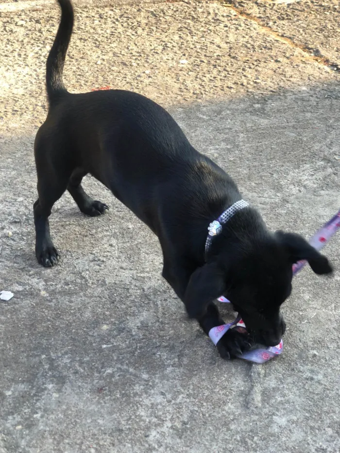 Cachorro ra a SRD-ViraLata idade 7 a 11 meses nome Lizzy 