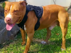 Cachorro raça Pit-Bull idade 7 a 11 meses nome Luck