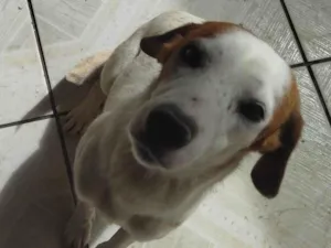 Cachorro raça SRD-ViraLata idade 1 ano nome Estrela