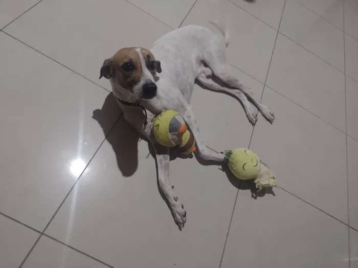 Cachorro ra a SRD-ViraLata idade 1 ano nome Tobe