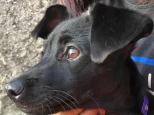 Cachorro raça SRD-ViraLata idade 7 a 11 meses nome Lizzy 