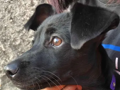 Cachorro raça SRD-ViraLata idade 7 a 11 meses nome Lizzy 