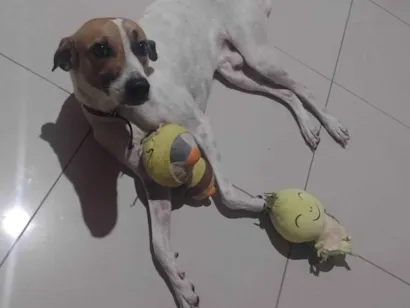 Cachorro raça SRD-ViraLata idade 1 ano nome Tobe