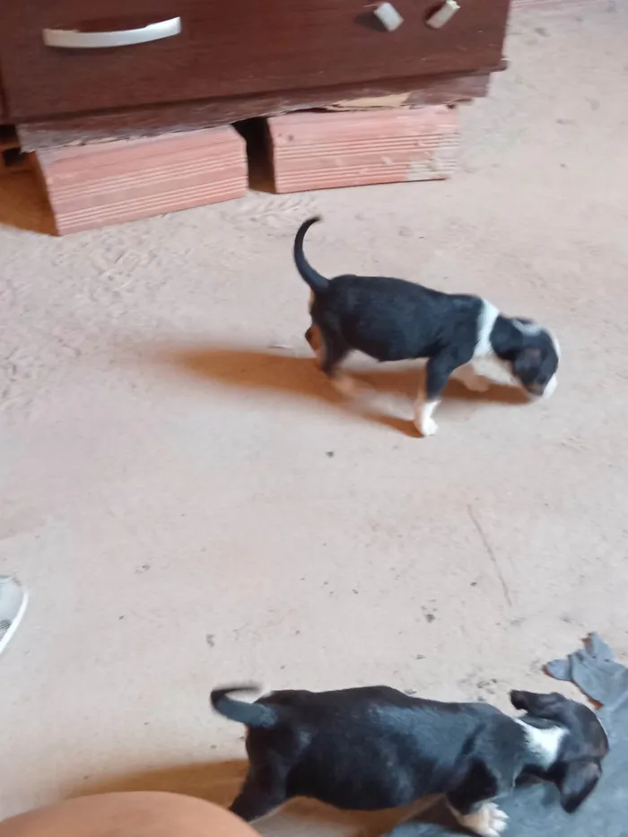 Cachorro ra a SRD-ViraLata idade Abaixo de 2 meses nome Pequeninos 