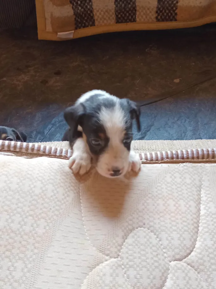 Cachorro ra a SRD-ViraLata idade Abaixo de 2 meses nome Pequeninos 