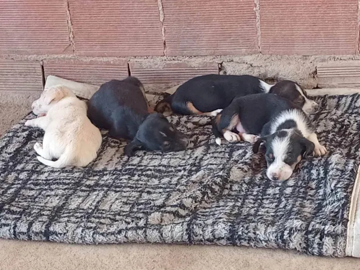 Cachorro ra a SRD-ViraLata idade Abaixo de 2 meses nome Pequeninos 