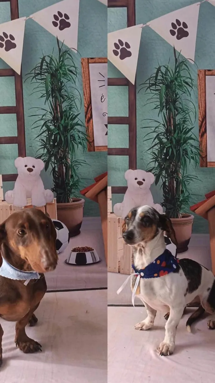 Cachorro ra a Basset-Cofap idade 5 anos nome Max e Duque