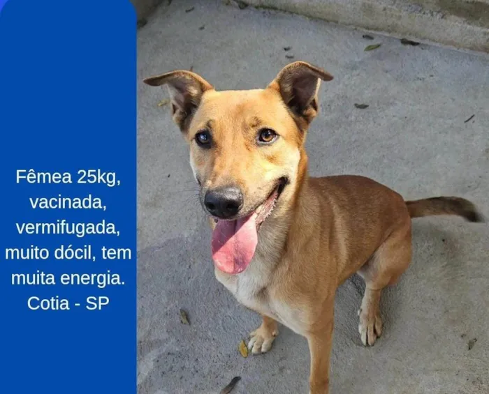 Cachorro ra a SRD-ViraLata idade 3 anos nome Femea