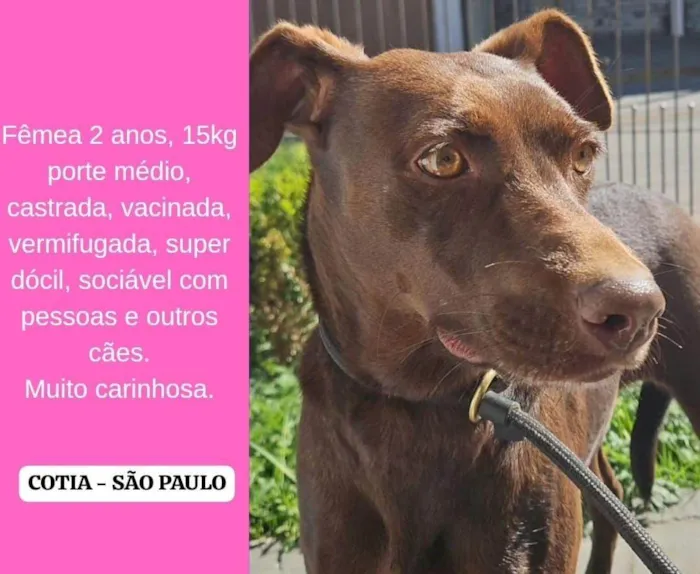 Cachorro ra a SRD-ViraLata idade 3 anos nome Nina