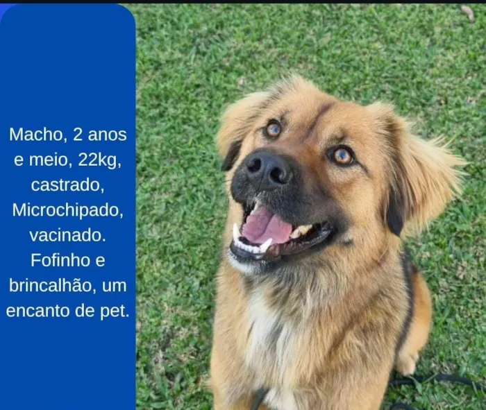 Cachorro ra a SRD-ViraLata idade 2 anos nome Lobinho