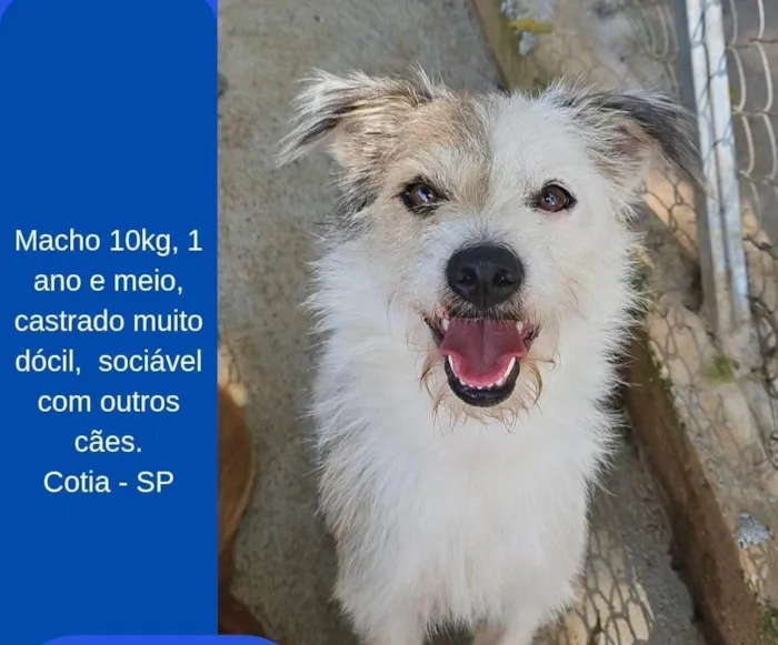 Cachorro ra a SRD-ViraLata idade 1 ano nome Ted