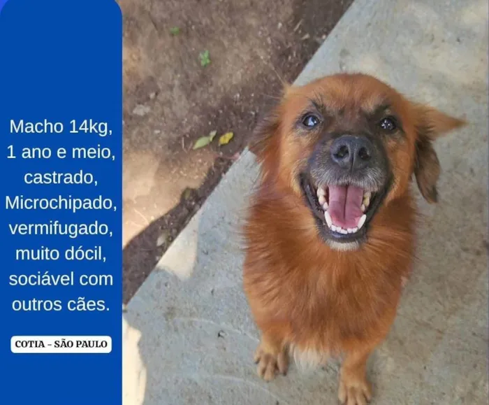 Cachorro ra a SRD-ViraLata idade 2 anos nome lobo