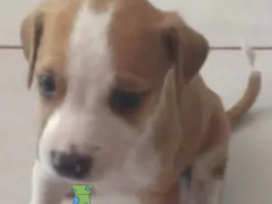 Cachorro raça SRD-ViraLata idade 2 a 6 meses nome Otto 