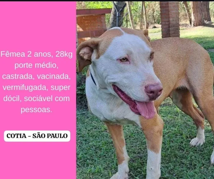 Cachorro ra a Pit-Bull idade 2 anos nome Pit