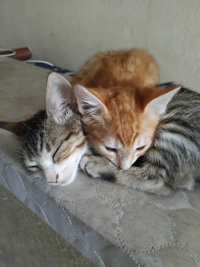 Gato ra a SRD-ViraLata idade Abaixo de 2 meses nome Caramelo