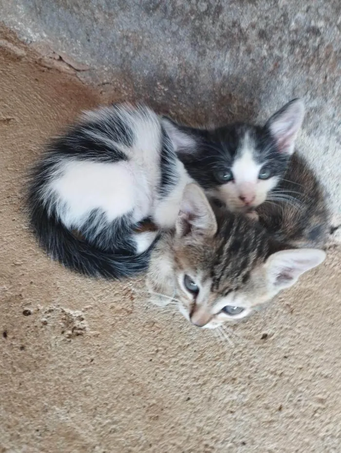 Gato ra a SRD-ViraLata idade Abaixo de 2 meses nome Adolf e Minnie 