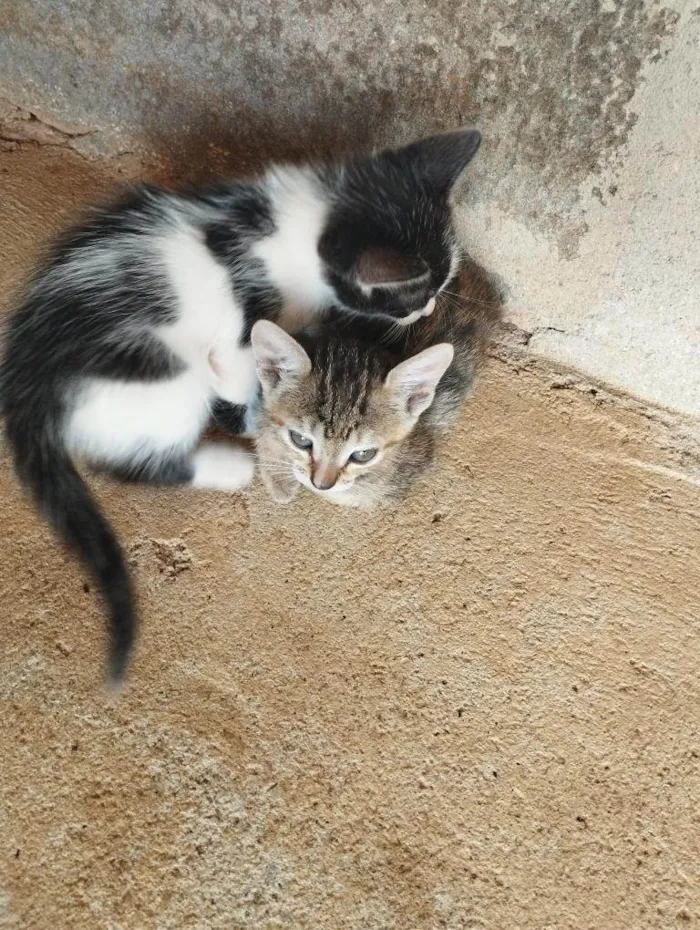 Gato ra a SRD-ViraLata idade Abaixo de 2 meses nome Adolf e Minnie 