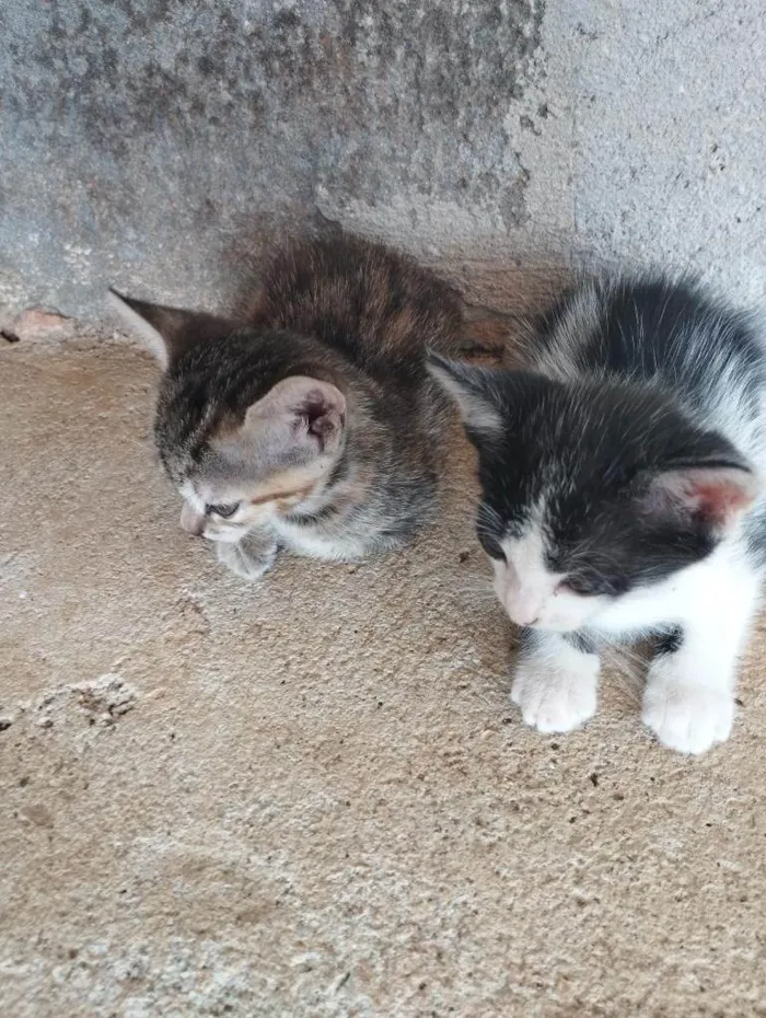 Gato ra a SRD-ViraLata idade Abaixo de 2 meses nome Adolf e Minnie 