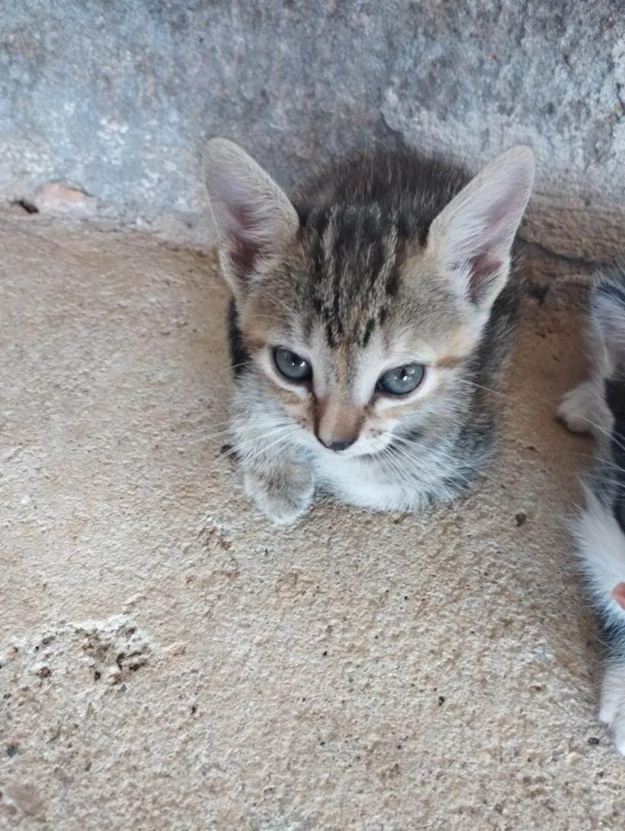 Gato ra a SRD-ViraLata idade Abaixo de 2 meses nome Adolf e Minnie 