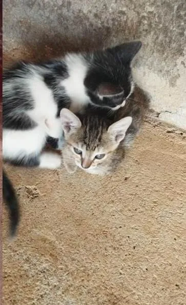 Gato ra a SRD-ViraLata idade Abaixo de 2 meses nome Adolf e Minnie 