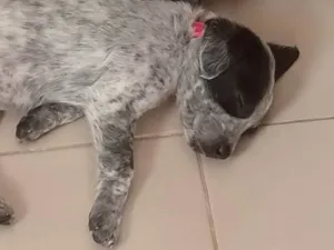 Cachorro raça SRD-ViraLata idade 2 a 6 meses nome Pandora 