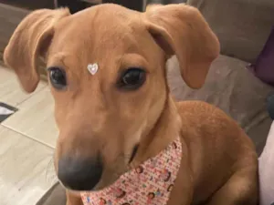 Cachorro raça SRD-ViraLata idade 2 a 6 meses nome ADOÇÃO DE FILHOTE