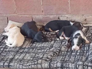 Cachorro raça SRD-ViraLata idade Abaixo de 2 meses nome Pequeninos 