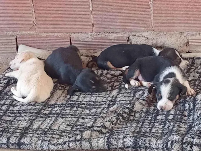 Cachorro ra a SRD-ViraLata idade Abaixo de 2 meses nome Pequeninos 