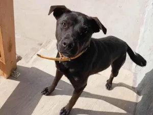 Cachorro raça SRD-ViraLata idade 1 ano nome Nala