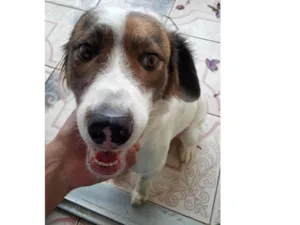 Cachorro raça SRD-ViraLata idade 2 anos nome Kiko