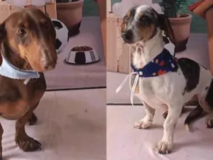 Cachorro raça Basset-Cofap idade 5 anos nome Max e Duque