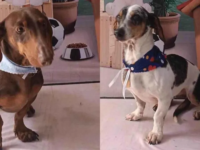 Cachorro ra a Basset-Cofap idade 5 anos nome Max e Duque