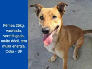 Cachorro raça SRD-ViraLata idade 3 anos nome Femea