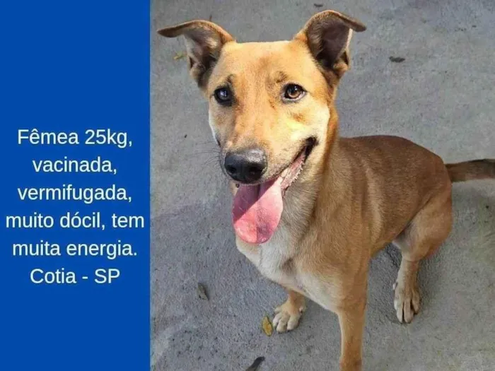 Cachorro ra a SRD-ViraLata idade 3 anos nome Femea