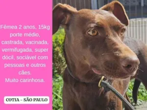 Cachorro raça SRD-ViraLata idade 3 anos nome Nina