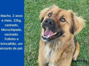 Cachorro raça SRD-ViraLata idade 2 anos nome Lobinho