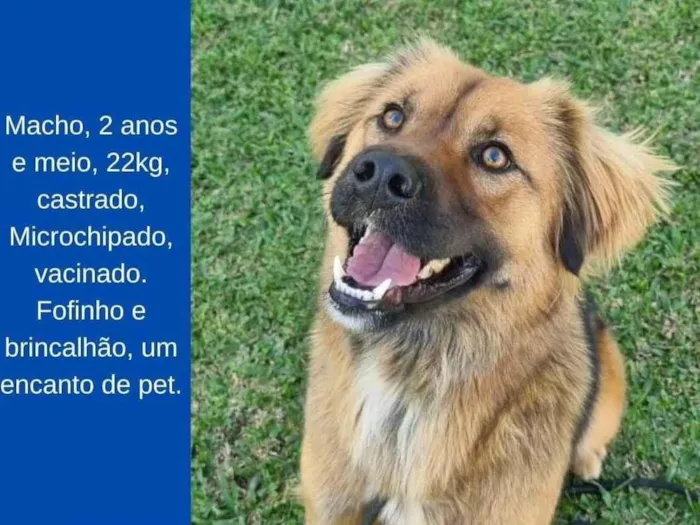 Cachorro ra a SRD-ViraLata idade 2 anos nome Lobinho