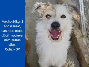 Cachorro raça SRD-ViraLata idade 1 ano nome Ted