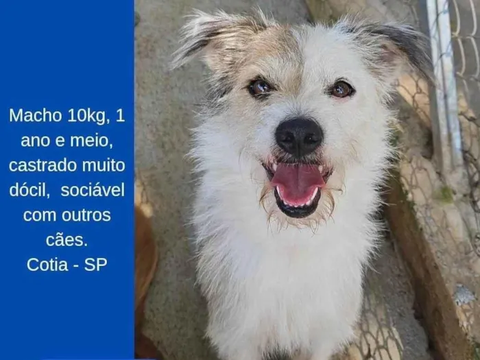 Cachorro ra a SRD-ViraLata idade 1 ano nome Ted