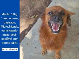 Cachorro raça SRD-ViraLata idade 2 anos nome lobo