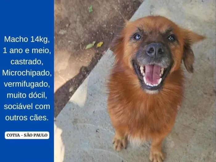 Cachorro ra a SRD-ViraLata idade 2 anos nome lobo