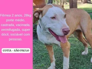 Cachorro raça Pit-Bull idade 2 anos nome Pit