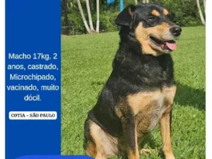 Cachorro raça SRD-ViraLata idade 2 anos nome Rex