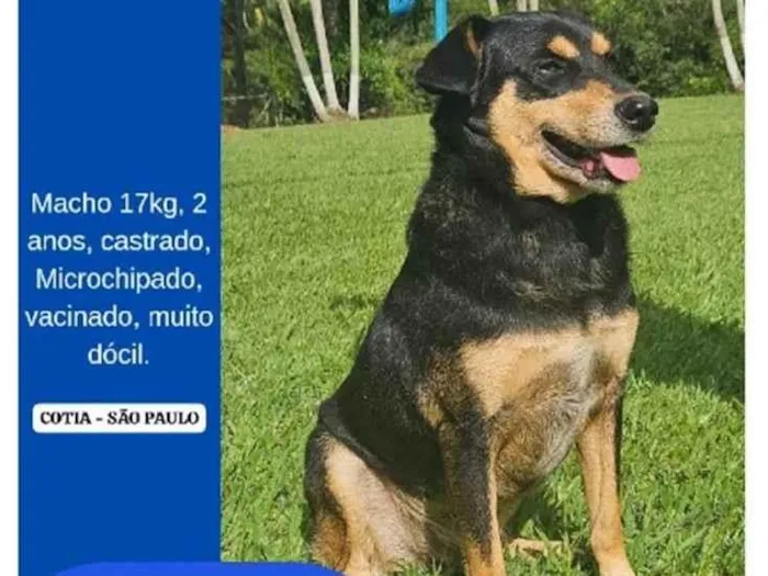 Cachorro ra a SRD-ViraLata idade 2 anos nome Rex