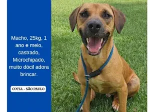 Cachorro raça SRD-ViraLata idade 1 ano nome Scooby